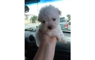 Perrito maltipoo